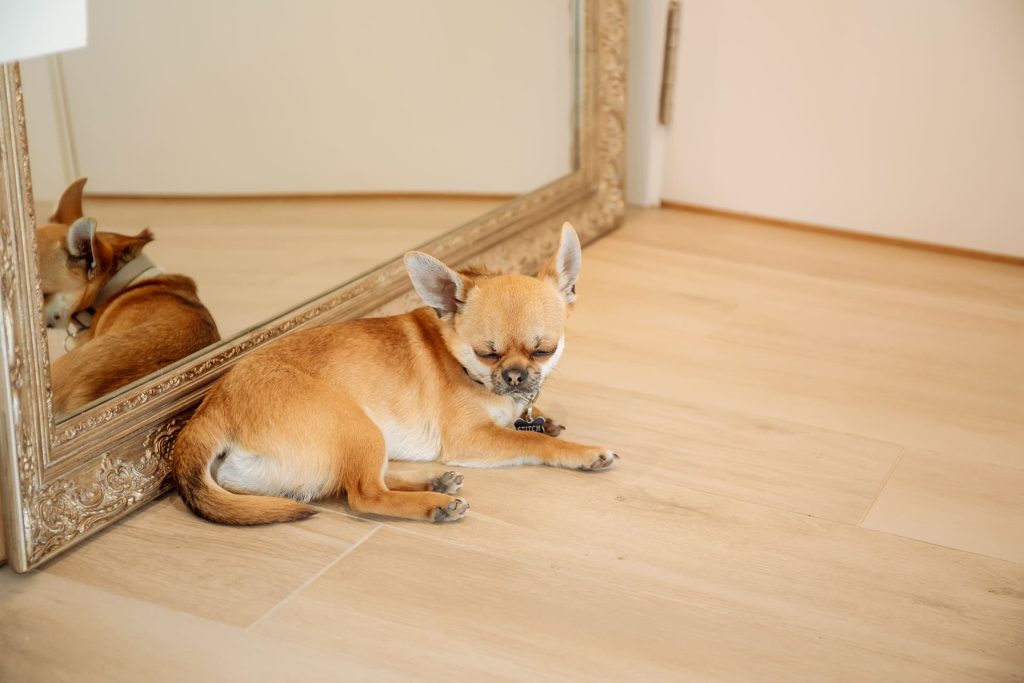 petfriendly