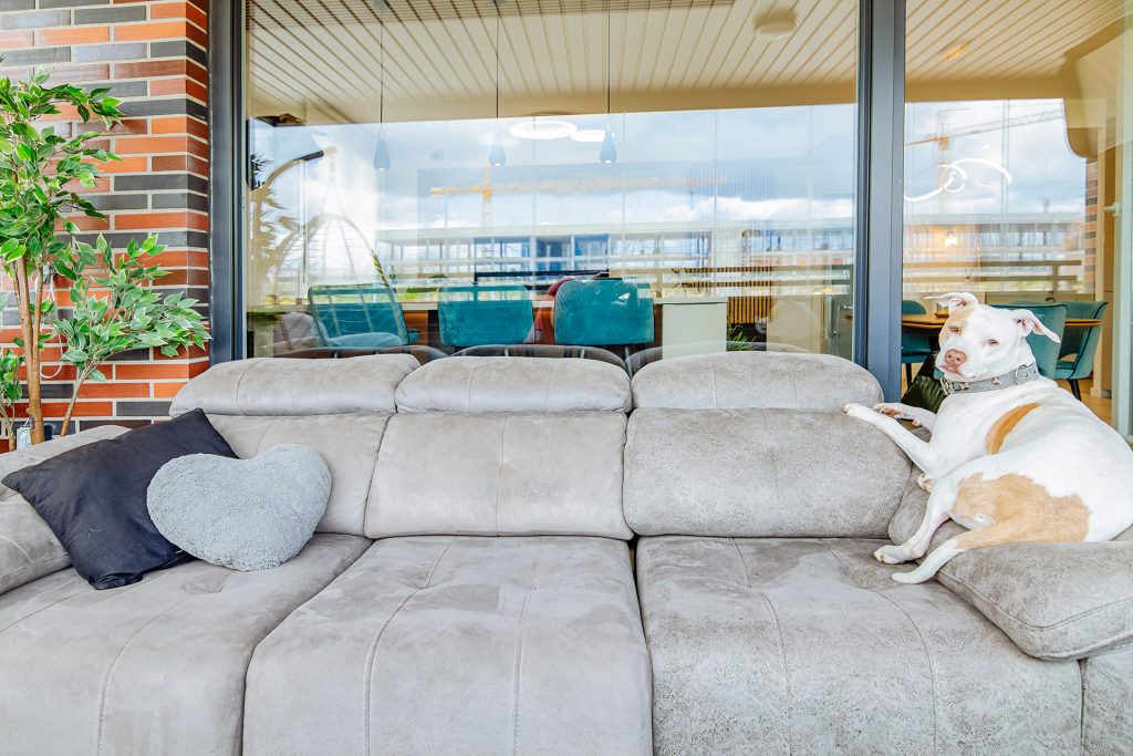 dogfriendly